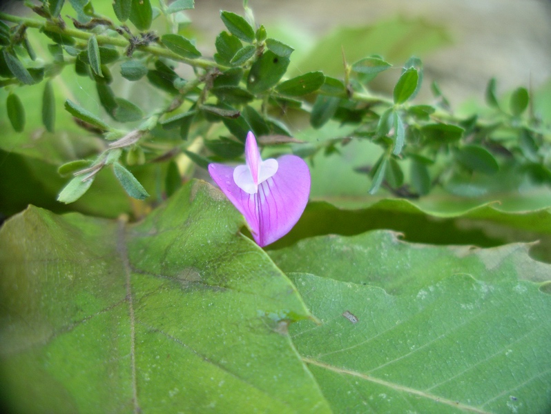 fiorellino violaceo - Ononis spinosa