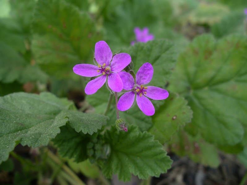 Erodium malacoides