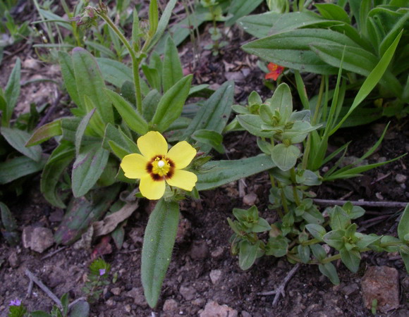 Tuberaria guttata