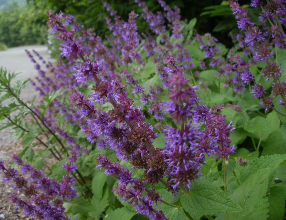 Salvia verticillata / Salvia spuria