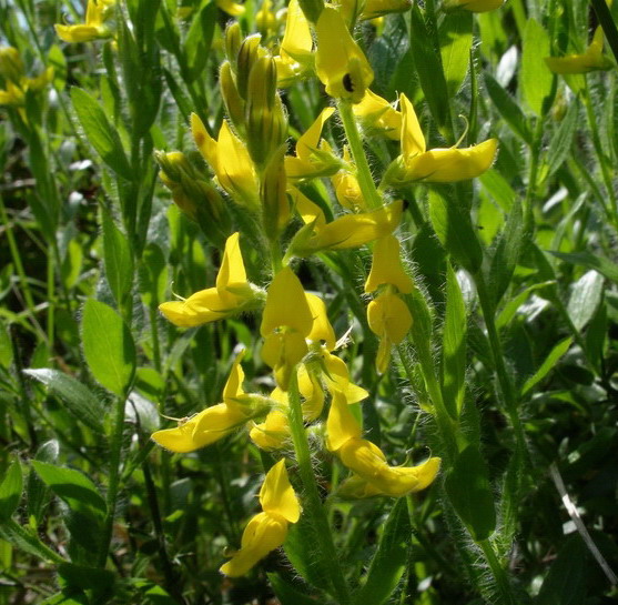 Genista germanica