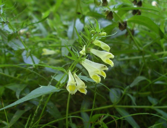 Melampyrum sp