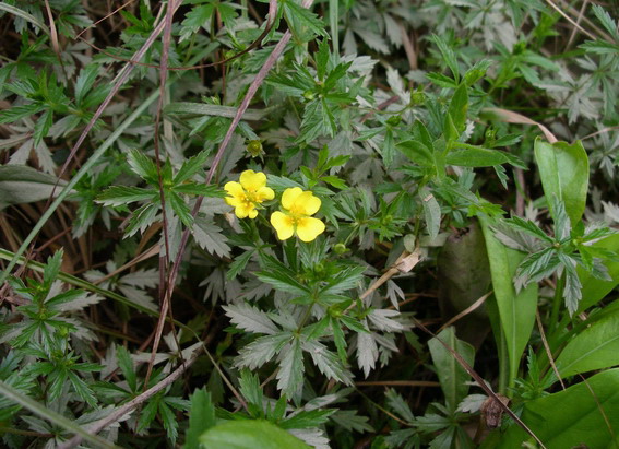 Potentilla erecta