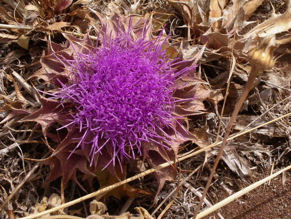 Carlina gummifera (=Atractylis gummifera) / Masticogna laticifera