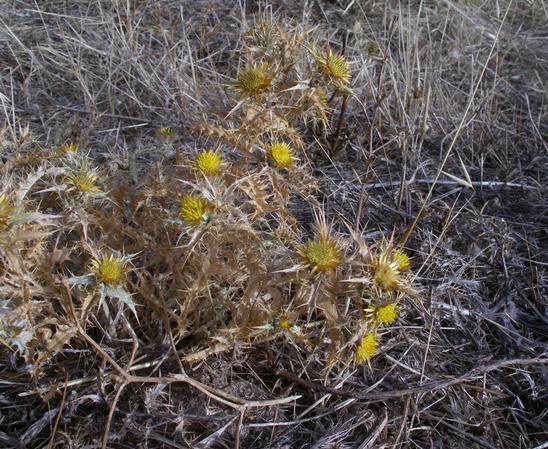 Carlina corymbosa e  Carlina racemosa