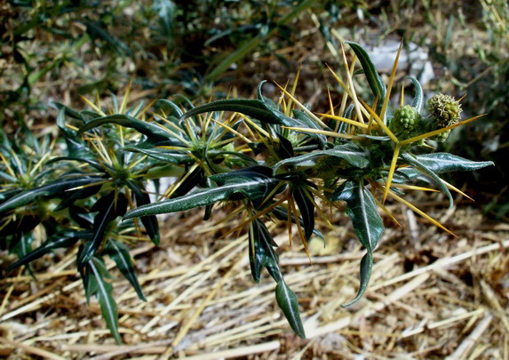 Xanthium spinosum / Nappola spinosa