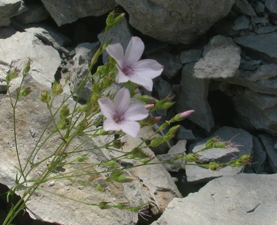 Linum tenuifolium