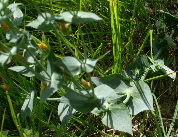 Fiorellini gialli - Blackstonia perfoliata