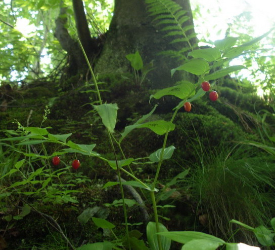 Piantina a frutti rossi - Streptopus amplexifolius