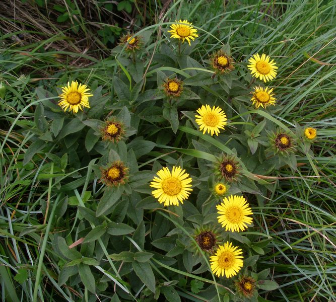 Pentanema hirtum (=Inula hirta) / Enula scabra