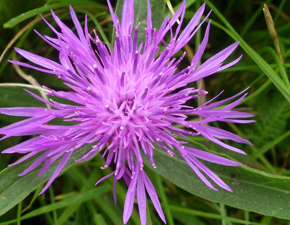 Centaurea jacea aggr.