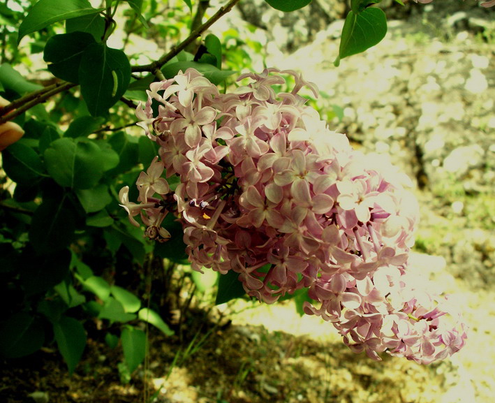 arbusto fiorito - Syringa vulgaris