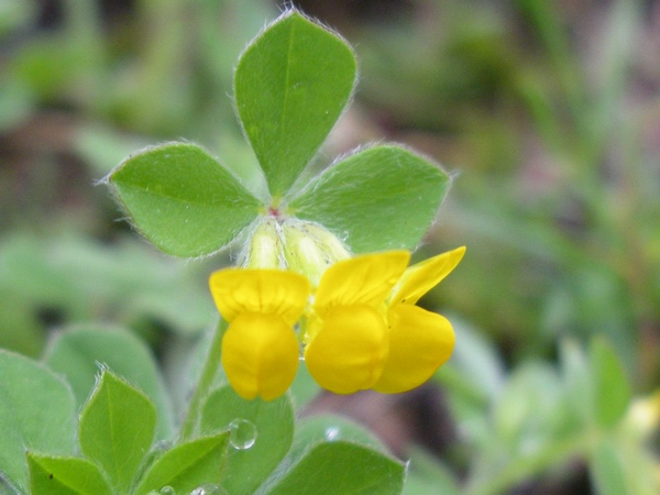 Lotus ornithopodioides