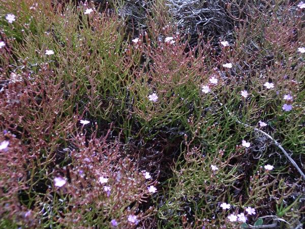 Limonium sp.