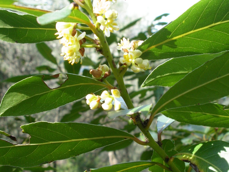 Laurus nobilis / Alloro