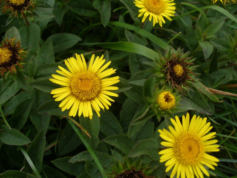 Pentanema hirtum (=Inula hirta) / Enula scabra