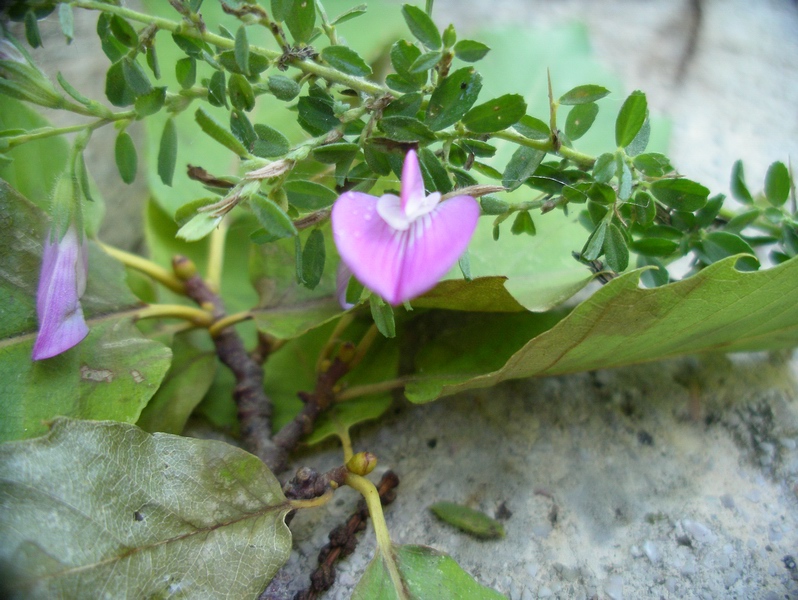 fiorellino violaceo - Ononis spinosa