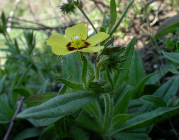 Tuberaria guttata