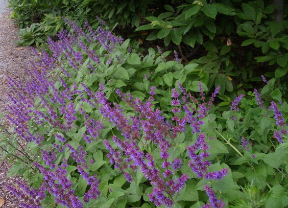 Salvia verticillata / Salvia spuria