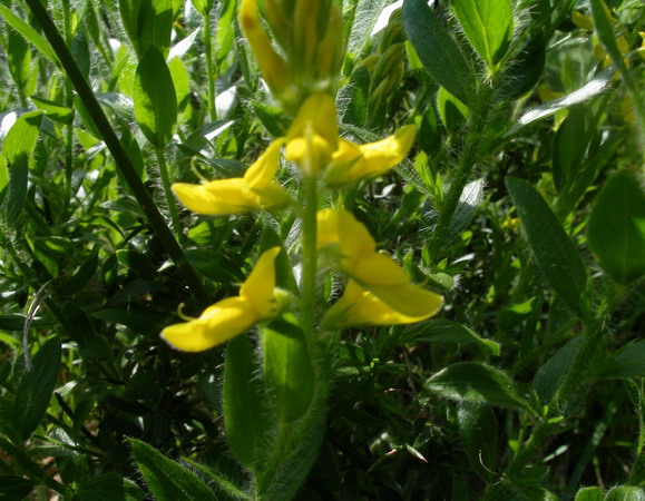 Genista germanica