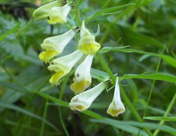 Melampyrum sp