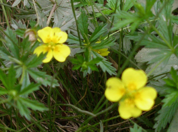 Potentilla erecta