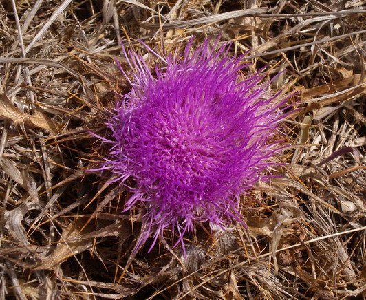 Carlina gummifera (=Atractylis gummifera) / Masticogna laticifera