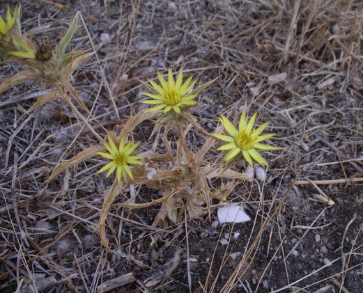 Carlina corymbosa e  Carlina racemosa