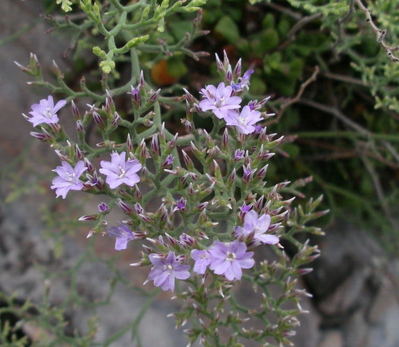 Limonium cordatum