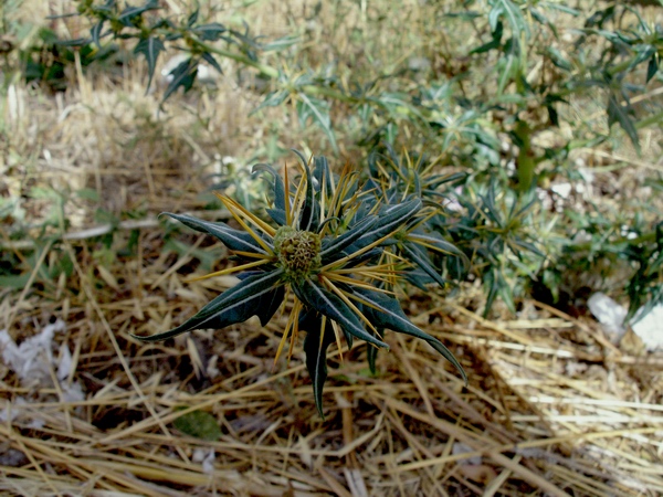 Xanthium spinosum / Nappola spinosa