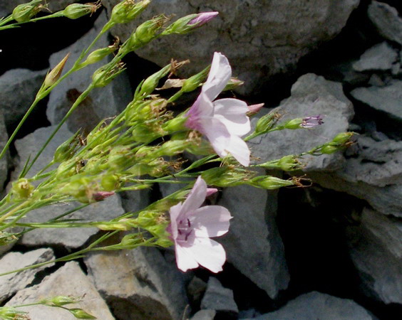 Linum tenuifolium