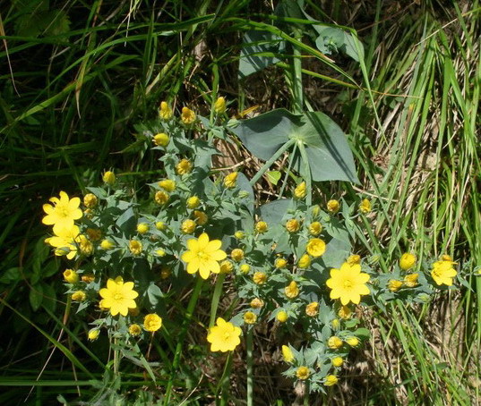 Fiorellini gialli - Blackstonia perfoliata