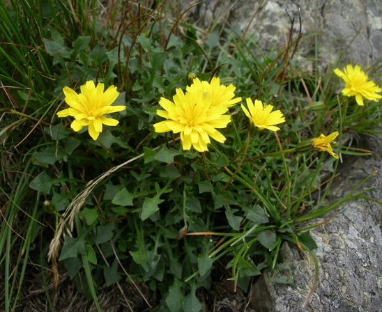 Robertia taraxacoides / Costolina appenninica
