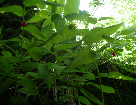 Piantina a frutti rossi - Streptopus amplexifolius