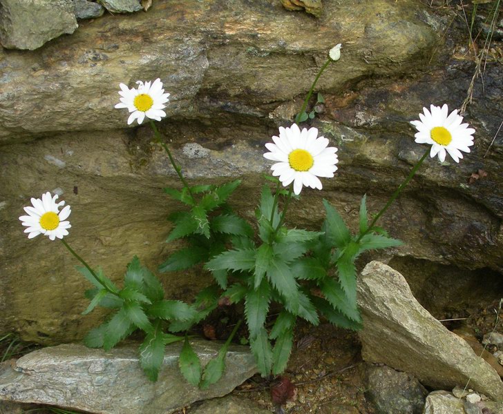 Asteracea - Leucanthemum cfr.vulgare