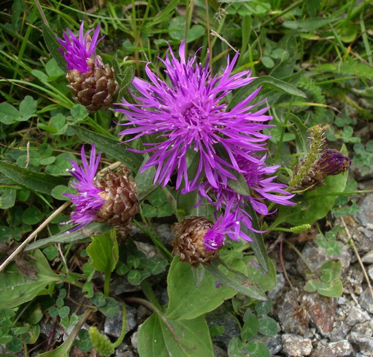 Centaurea jacea aggr.