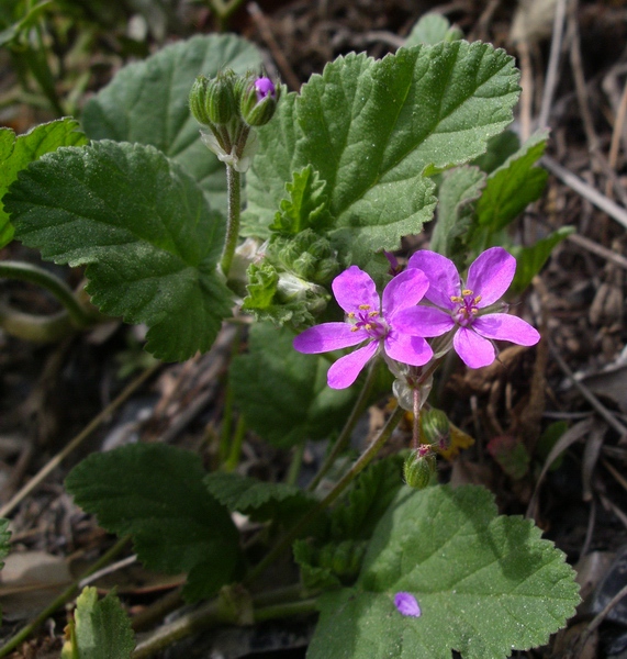 Erodium malacoides