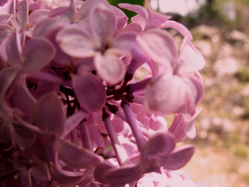 arbusto fiorito - Syringa vulgaris