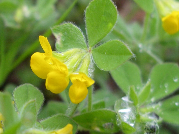 Lotus ornithopodioides