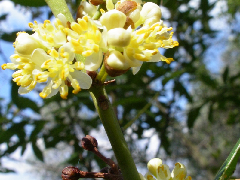 Laurus nobilis / Alloro