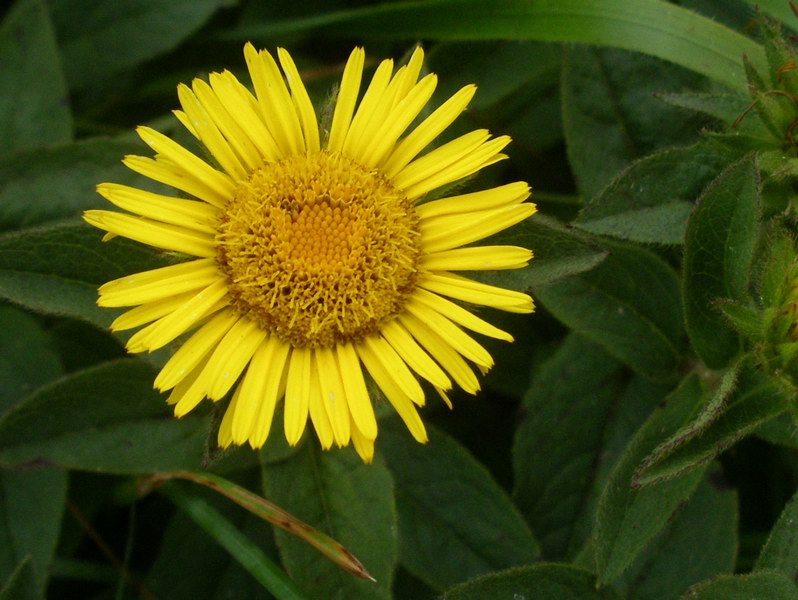 Pentanema hirtum (=Inula hirta) / Enula scabra