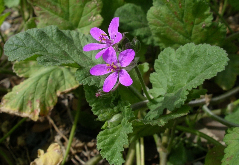 Erodium malacoides