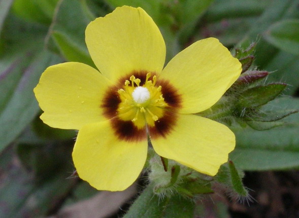 Tuberaria guttata