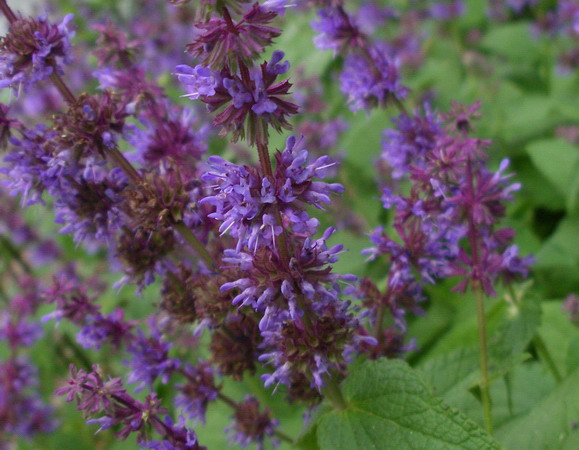 Salvia verticillata / Salvia spuria