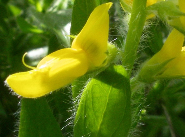 Genista germanica