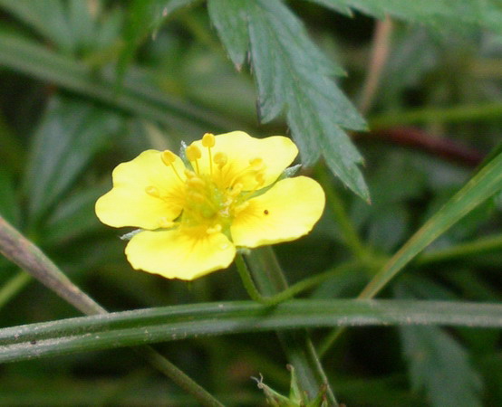 Potentilla erecta