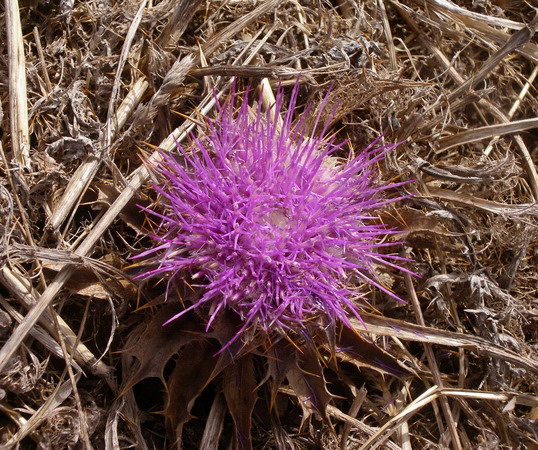 Carlina gummifera (=Atractylis gummifera) / Masticogna laticifera