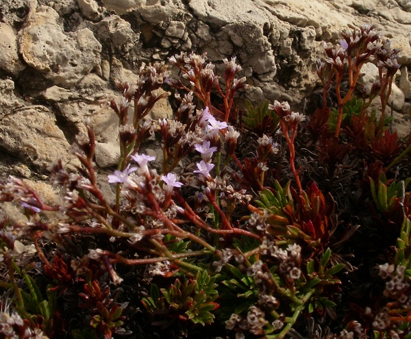 Limonium sp.