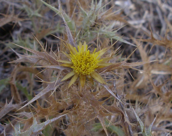 Carlina corymbosa e  Carlina racemosa