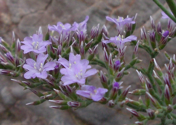 Limonium cordatum